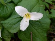 4.1.06 Dogwood & Alder Trail in Forest Park 005 